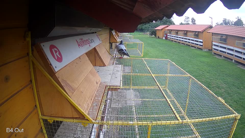 Pigeon Arrival Image For Race Final race 2