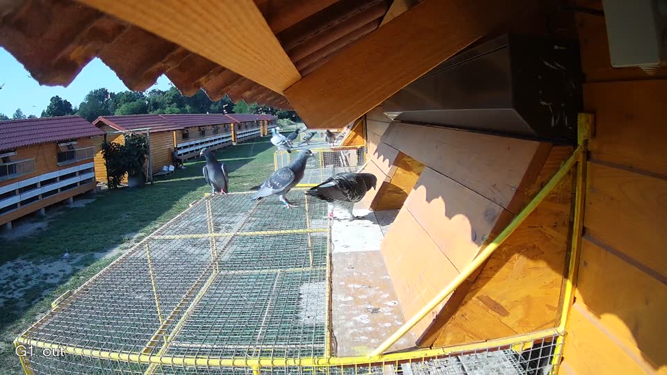 Pigeon Arrival Image For Race Race 1