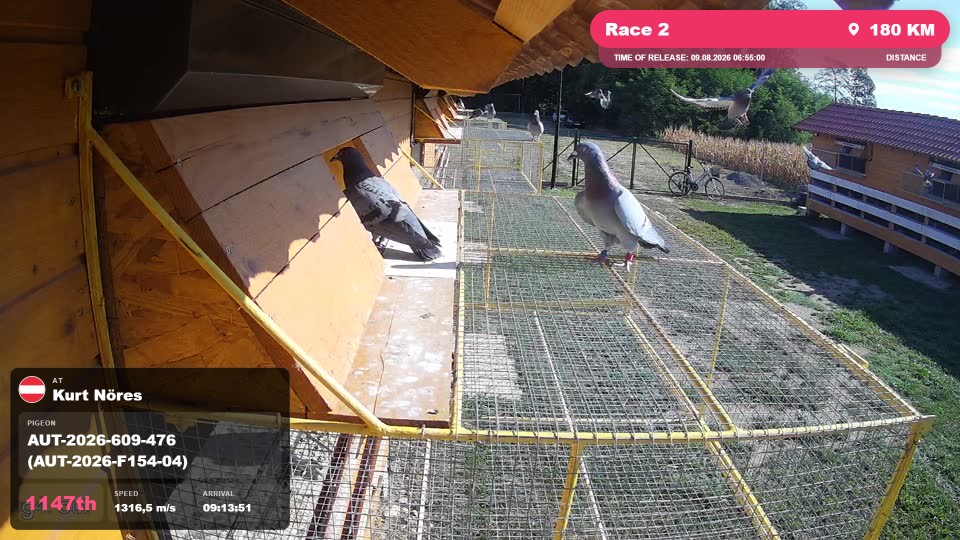 Pigeon Arrival Image For Race Race 2