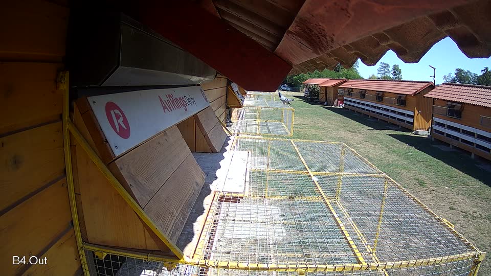Pigeon Arrival Image For Race Race 3
