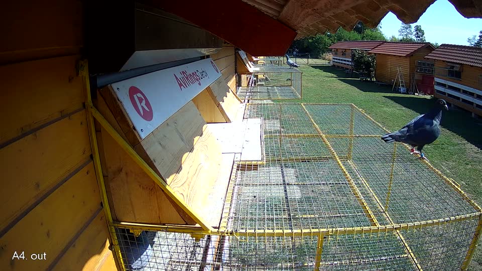 Pigeon Arrival Image For Race Race 2