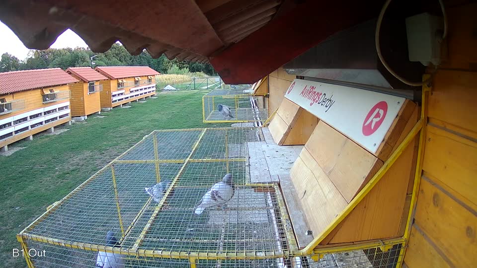Pigeon Arrival Image For Race Race 4
