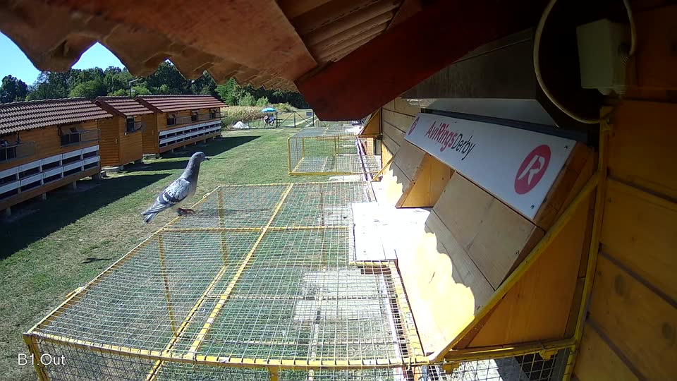 Pigeon Arrival Image For Race Race 3