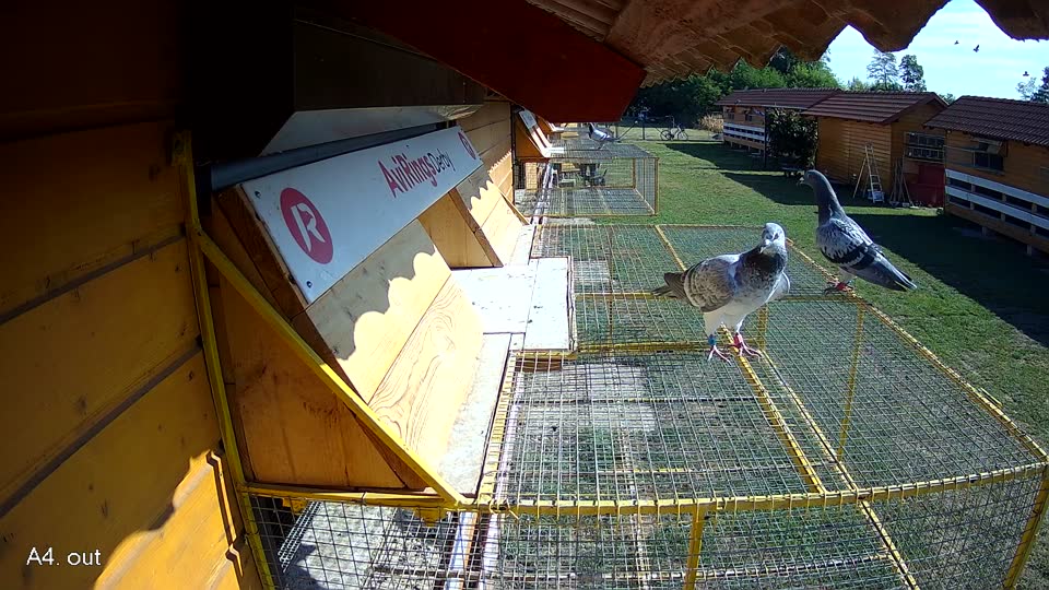 Pigeon Arrival Image For Race Race 2