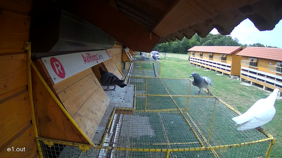 Pigeon Arrival Image For Race Race 4