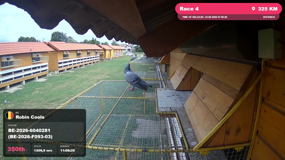 Pigeon Arrival Image For Race Race 4