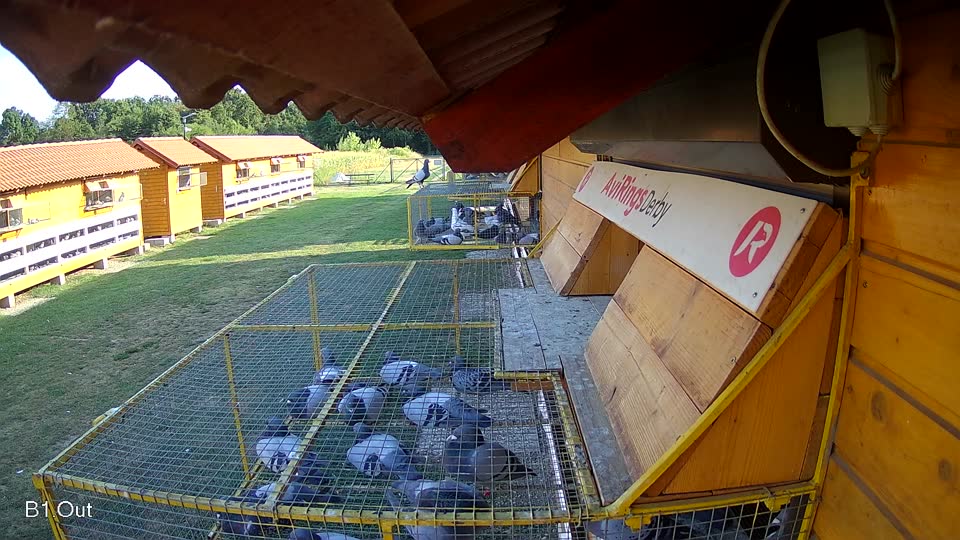 Pigeon Arrival Image For Race Race 1