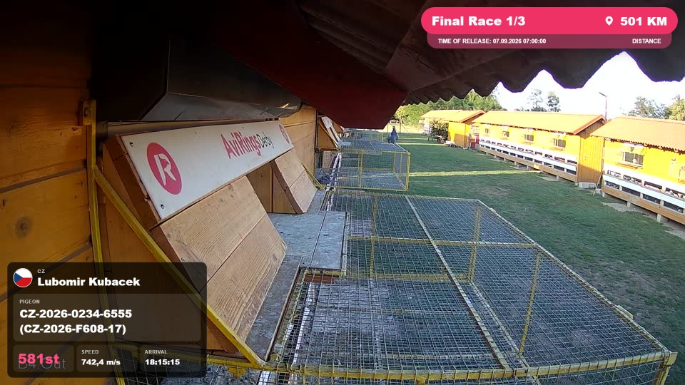 Pigeon Arrival Image For Race Final Race 1/3