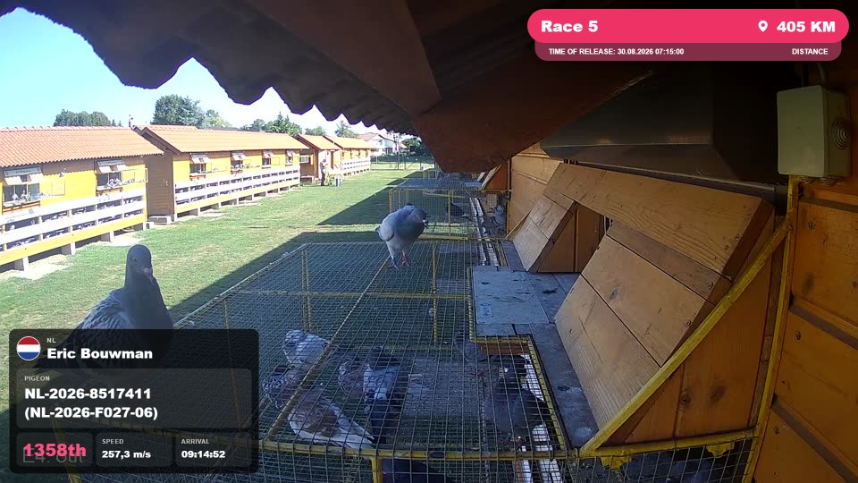 Pigeon Arrival Image For Race Race 5