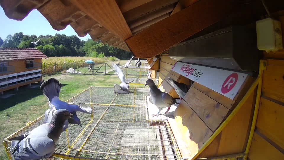 Pigeon Arrival Image For Race Race 3
