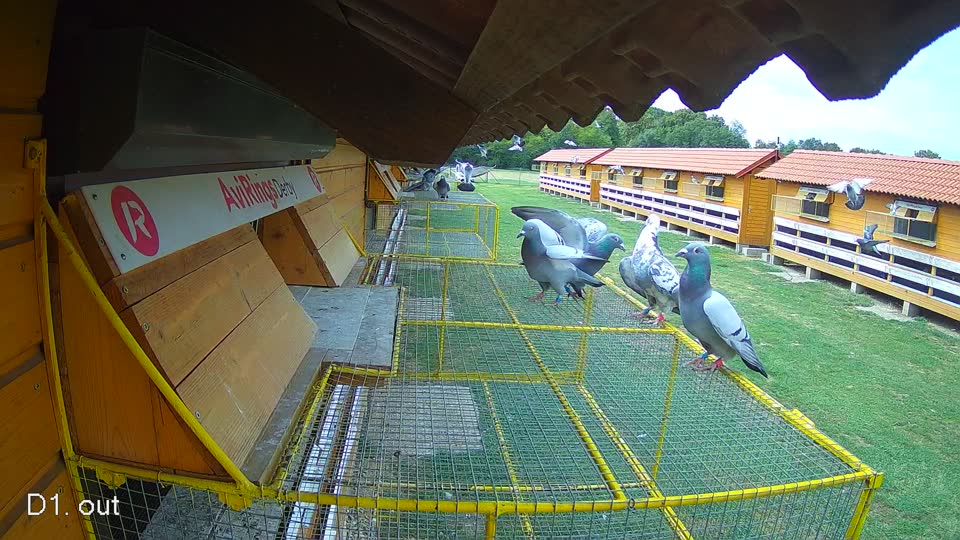 Pigeon Arrival Image For Race Race 4