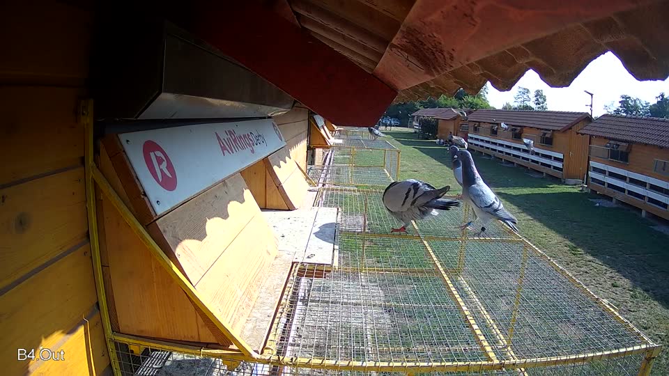 Pigeon Arrival Image For Race Race 1