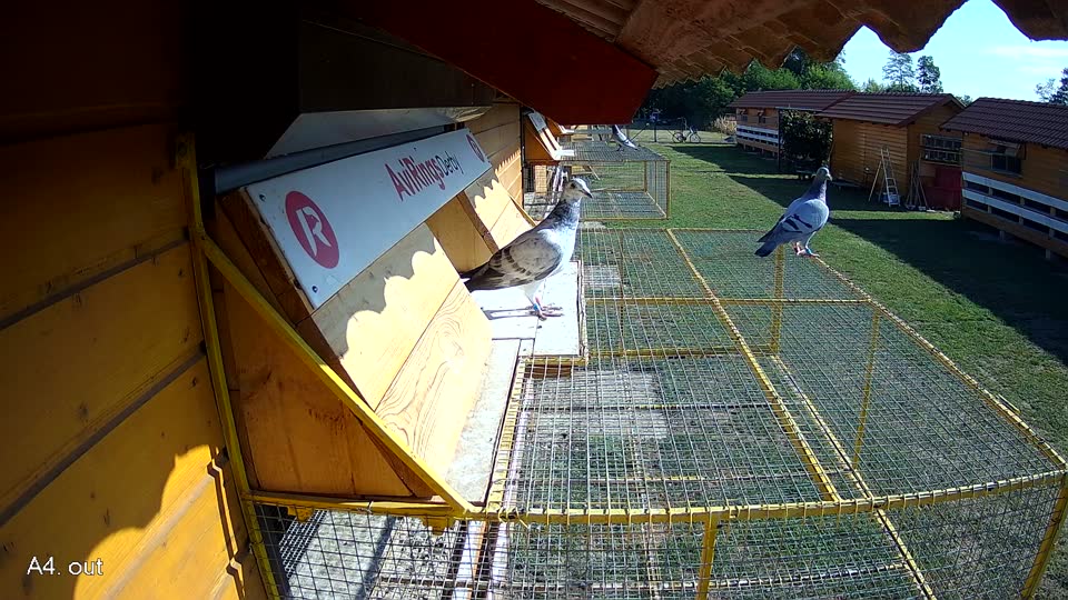 Pigeon Arrival Image For Race Race 2