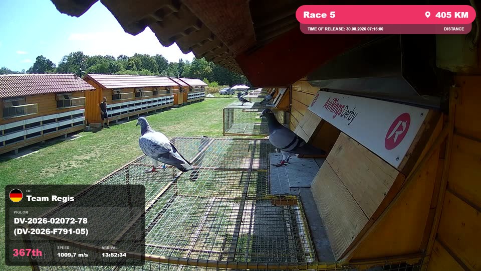Pigeon Arrival Image For Race Race 5