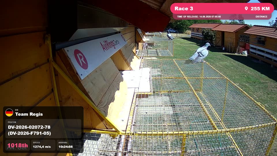 Pigeon Arrival Image For Race Race 3