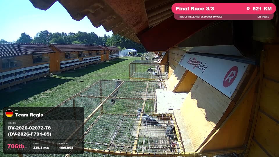 Pigeon Arrival Image For Race Final Race 3/3