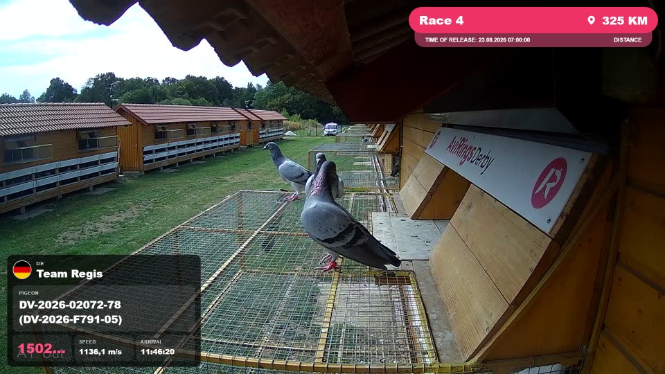 Pigeon Arrival Image For Race Race 4