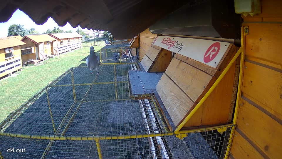 Pigeon Arrival Image For Race Race 5