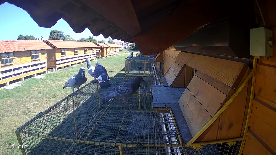 Pigeon Arrival Image For Race Race 3
