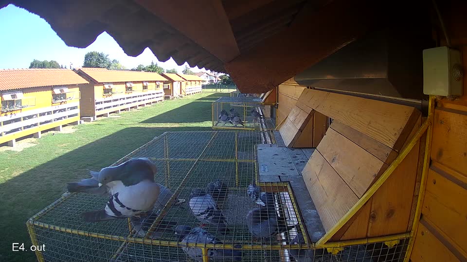 Pigeon Arrival Image For Race Final Race 1/3