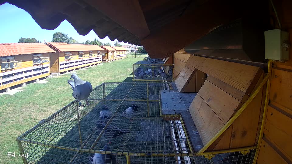 Pigeon Arrival Image For Race Race 4