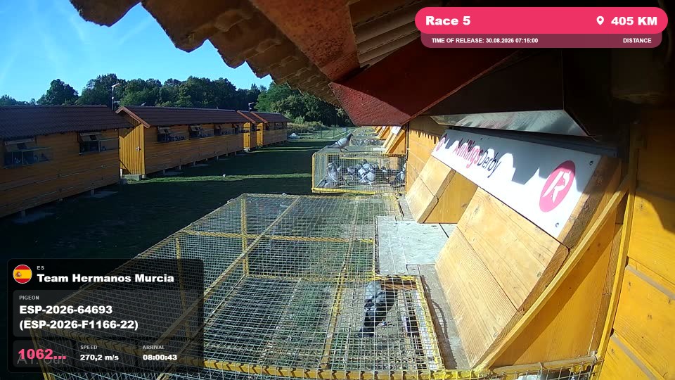 Pigeon Arrival Image For Race Race 5