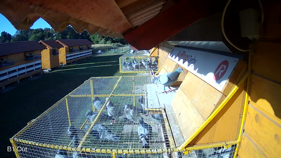 Pigeon Arrival Image For Race Race 3