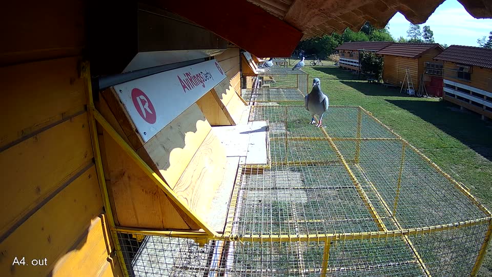 Pigeon Arrival Image For Race Race 2