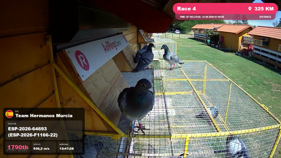 Pigeon Arrival Image For Race Race 4
