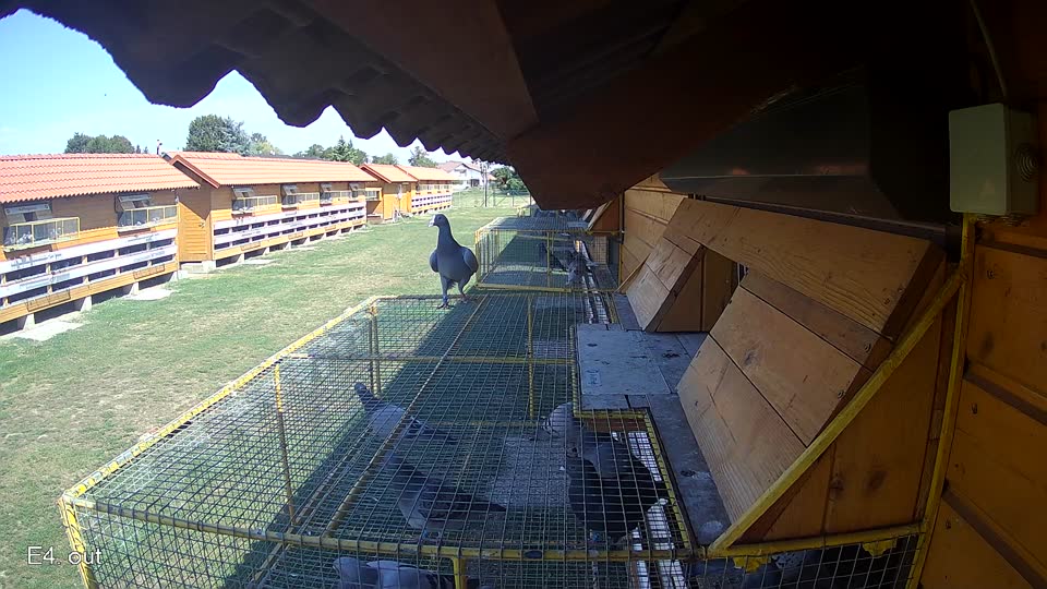 Pigeon Arrival Image For Race Race 5