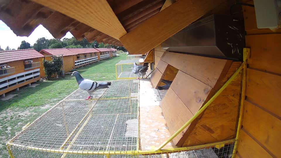 Pigeon Arrival Image For Race Race 4