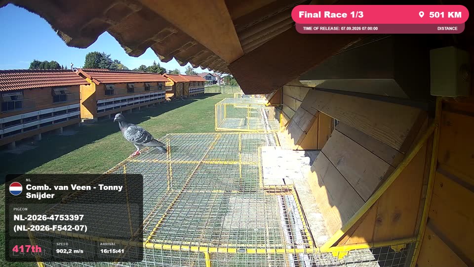 Pigeon Arrival Image For Race Final Race 1/3