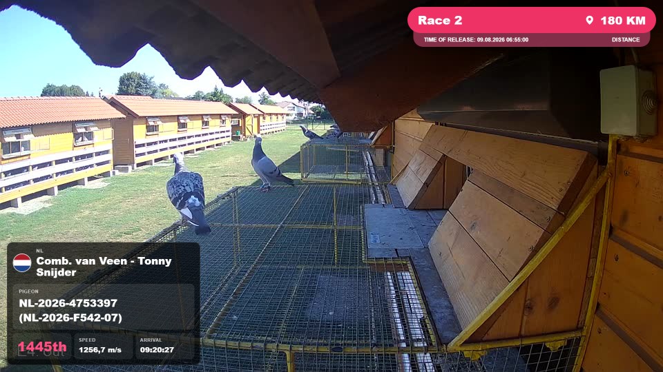 Pigeon Arrival Image For Race Race 2