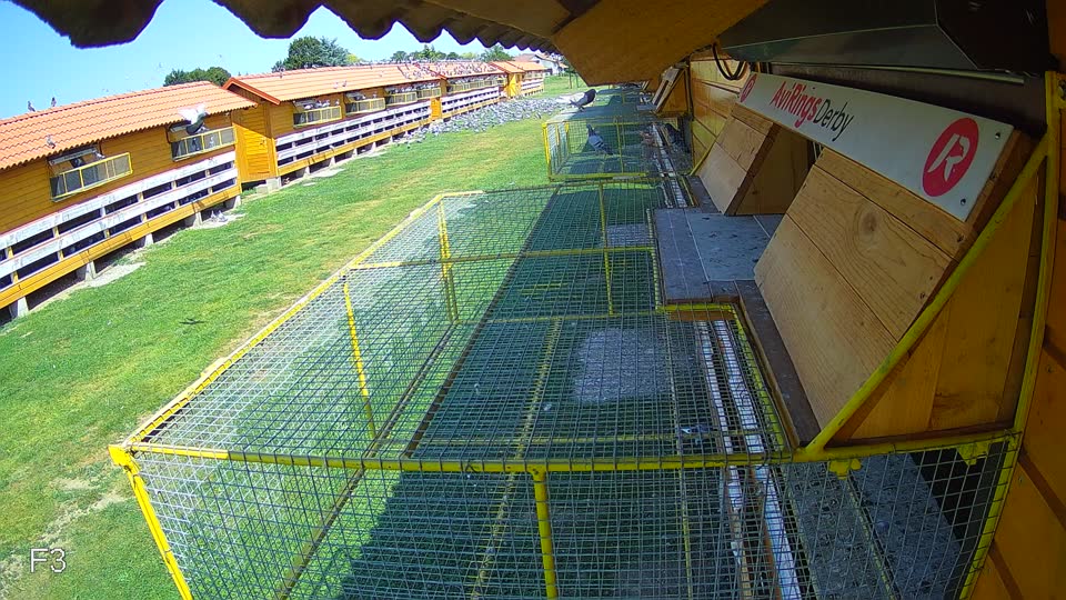 Pigeon Arrival Image For Race Race 3