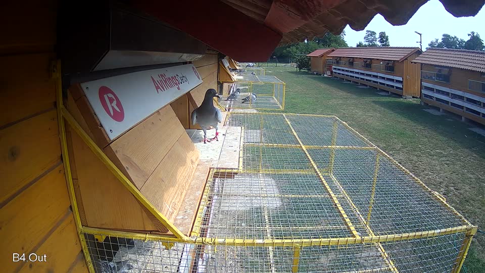Pigeon Arrival Image For Race Race 4