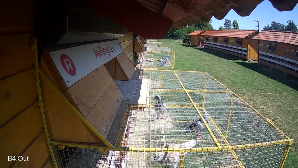 Pigeon Arrival Image For Race Race 2