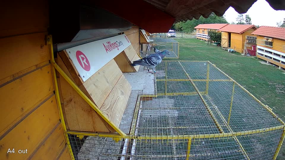 Pigeon Arrival Image For Race Race 5