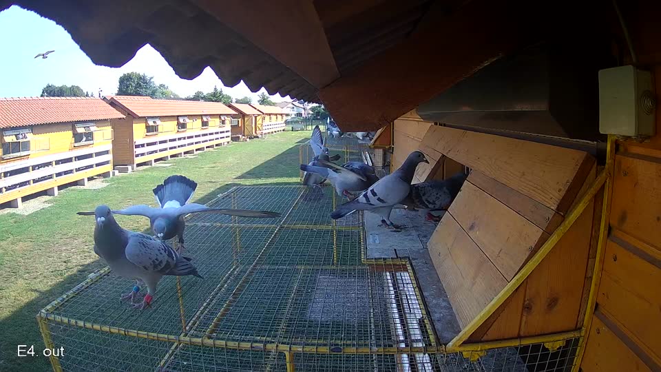 Pigeon Arrival Image For Race Race 1