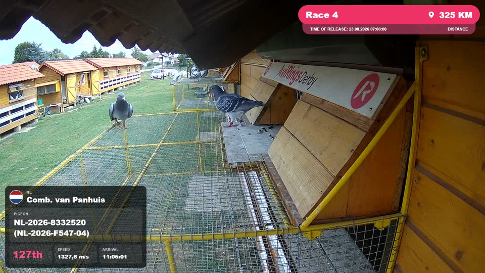 Pigeon Arrival Image For Race Race 4