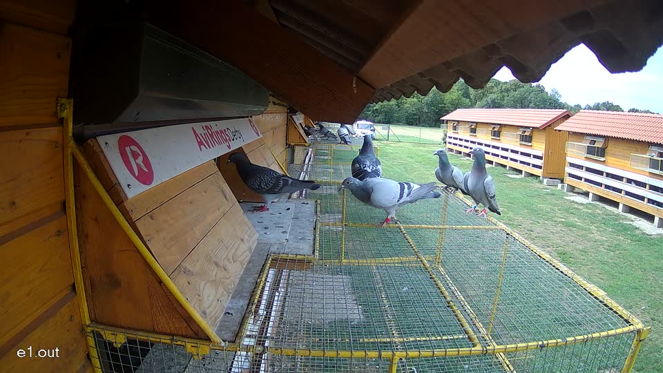 Pigeon Arrival Image For Race Race 4