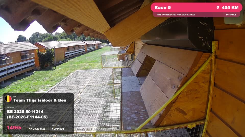Pigeon Arrival Image For Race Race 5