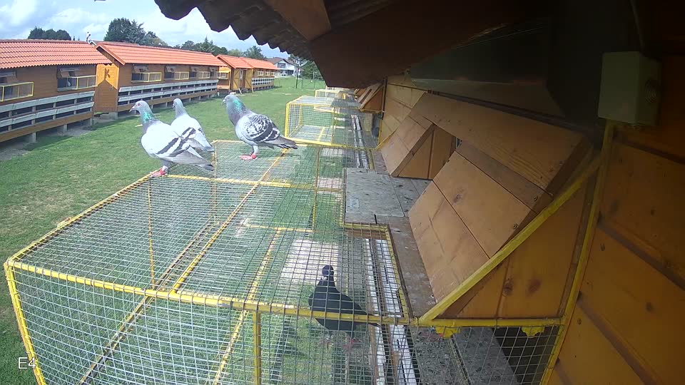 Pigeon Arrival Image For Race Race 6