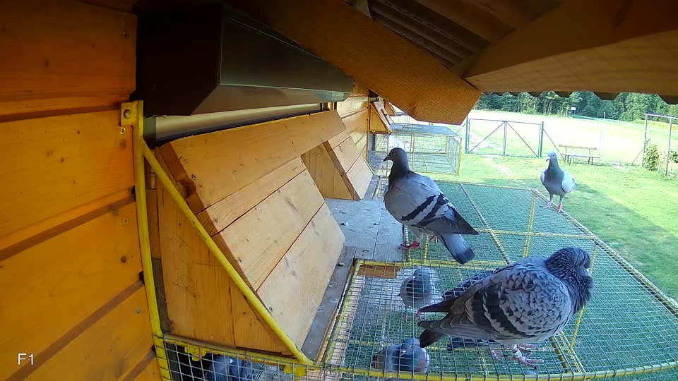 Pigeon Arrival Image For Race Race 4