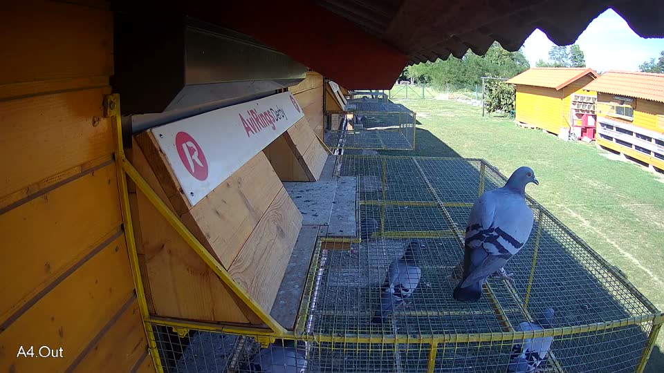 Pigeon Arrival Image For Race Race 5