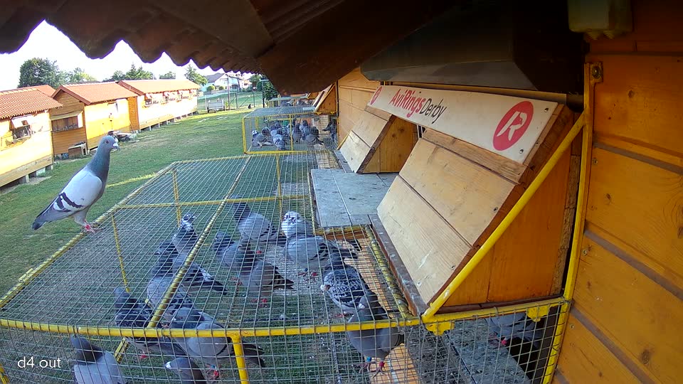 Pigeon Arrival Image For Race Race 1