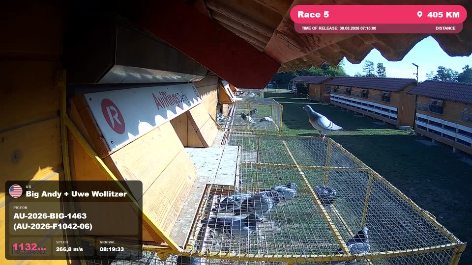 Pigeon Arrival Image For Race Race 5