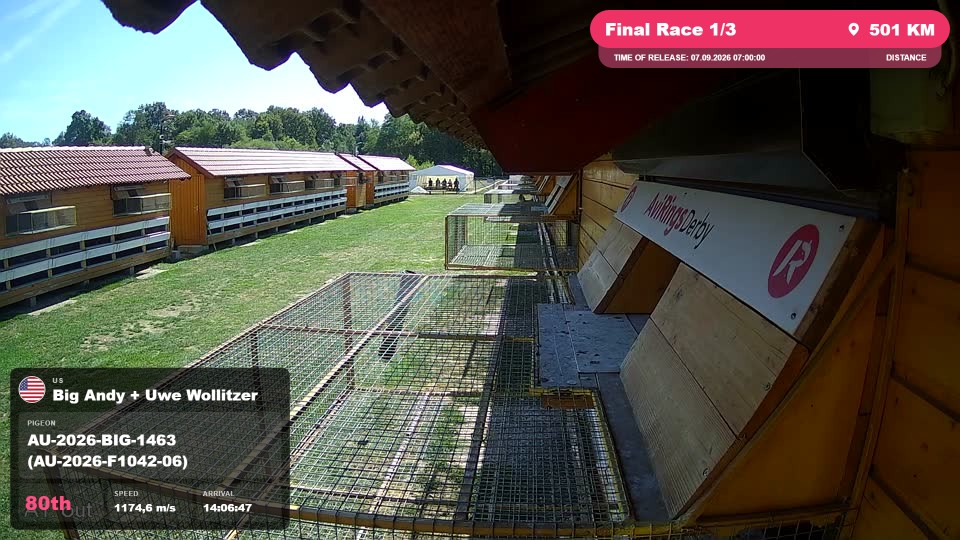 Pigeon Arrival Image For Race Final Race 1/3