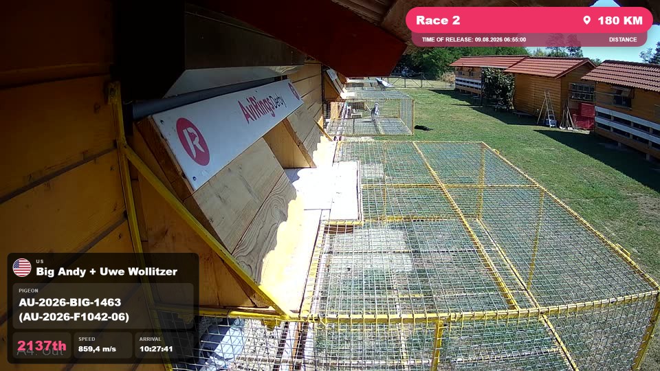 Pigeon Arrival Image For Race Race 2