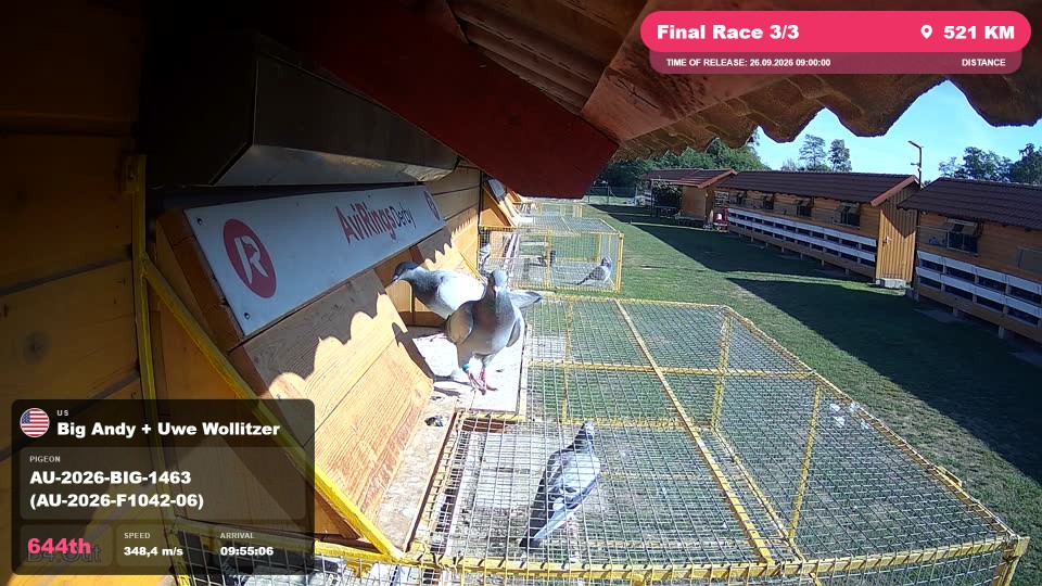 Pigeon Arrival Image For Race Final Race 3/3