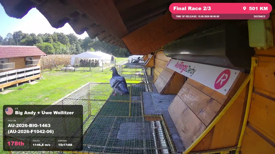 Pigeon Arrival Image For Race Final Race 2/3
